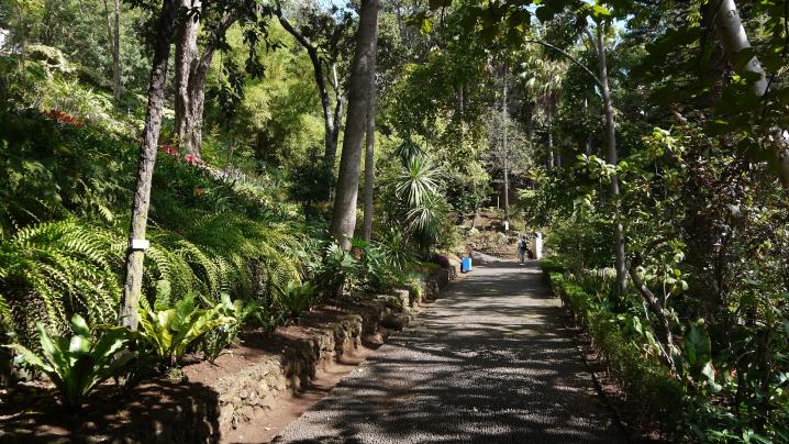 Madere - Jardin botanique 1ère allée