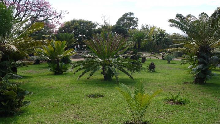 Madere - Jardin botanique - Collection de palmiers