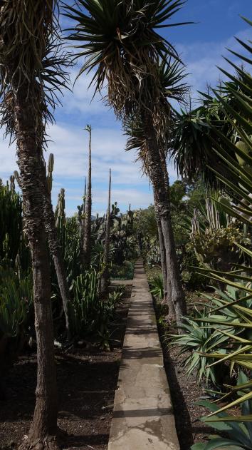 Madere - Jardin botanique - De belles allées plantées