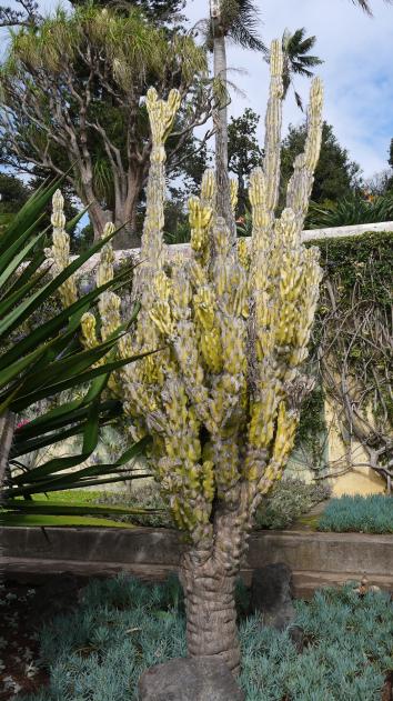 Madere - Jardin botanique - De drôles de plantes