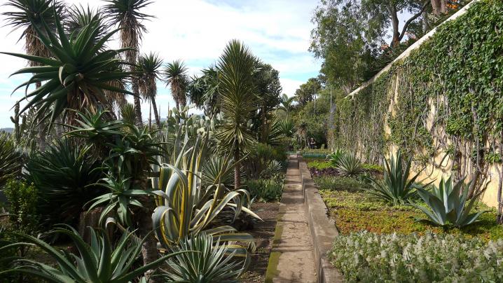 Madere - Jardin botanique - Des cactées et des plantes grasses à perte de vue