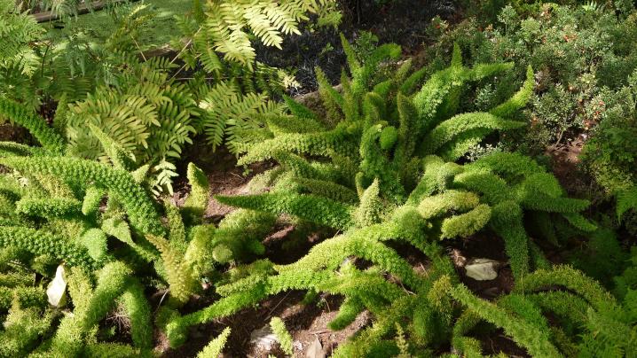 Madere - Jardin botanique - Des plantes originales et variées