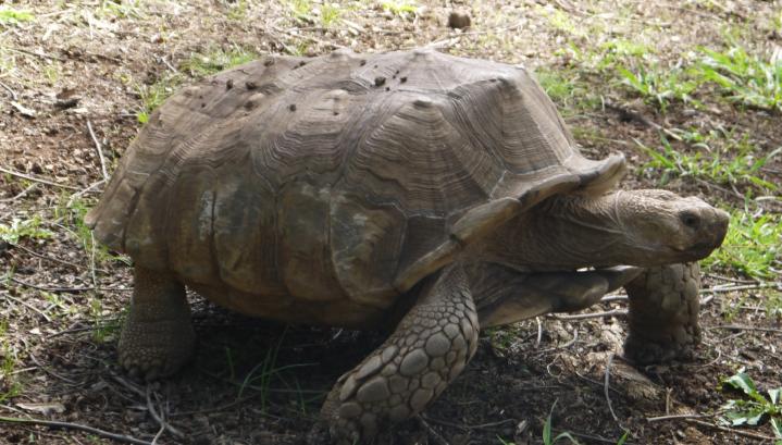 Madere - Jardin botanique - Il y a même des tortues