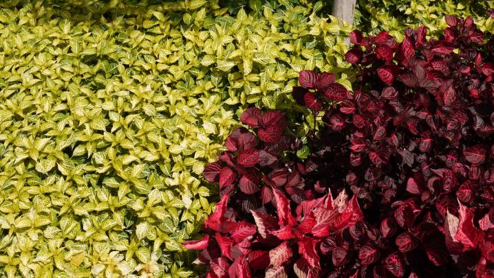 Madere - Jardin botanique - Jeu de couleurs au fil des variétés