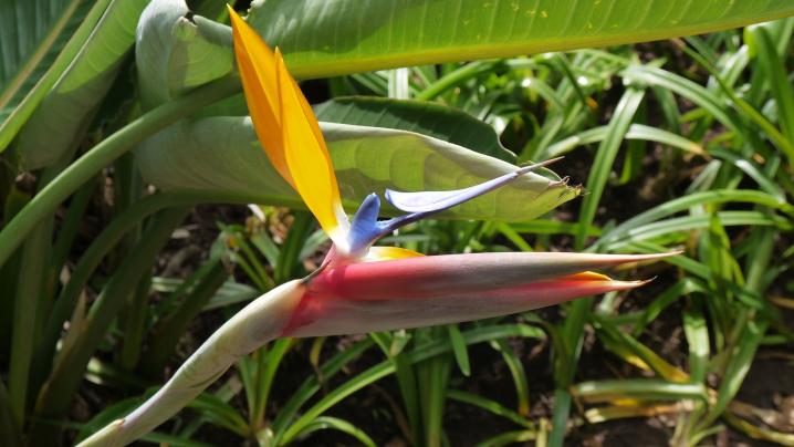 Madere - Jardin botanique - La fleur emblématique de Madère : l'oiseau de paradis