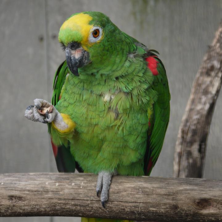 Madere - Jardin botanique le coin des animaux