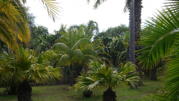 Madere - Jardin botanique - Le coin des palmiers