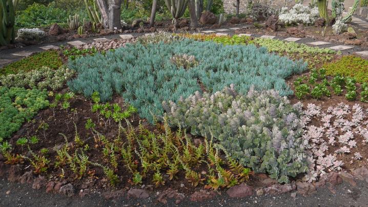 Madere - Jardin botanique - Les petites espèces ont aussi leur place !