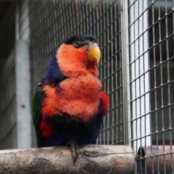 Madere - Jardin botanique - Lorius Lory