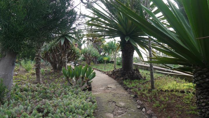 Madere - Jardin botanique - On poursuit la déambulation au fil des allées plantées