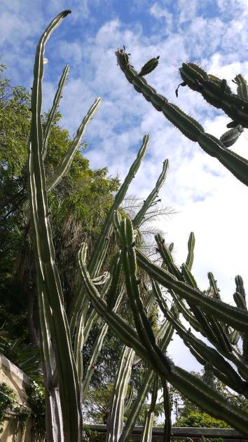 Madere jardin botanique toujours plus haut