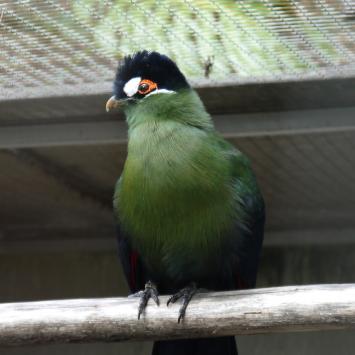 Madere - Jardin botanique - Turaco Hartlaubi