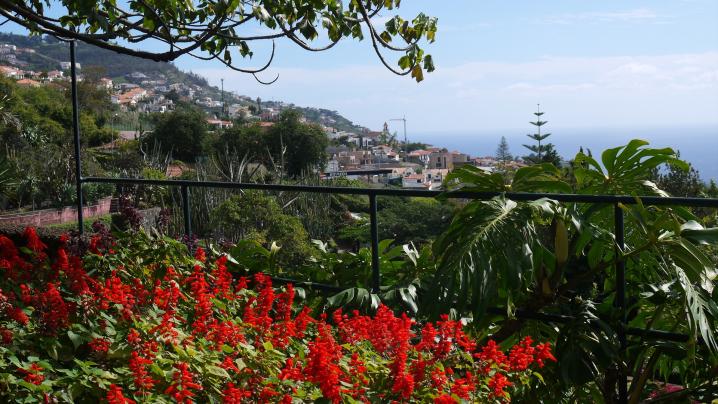 Madere - Jardin botanique - Un peu de couleurs