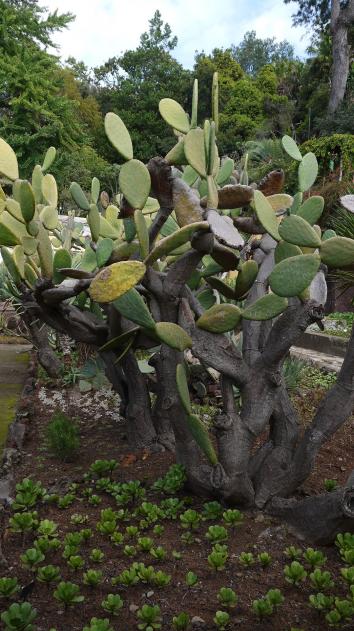 Madere - Jardin botanique - Une impressionnante collection de plantes grasses