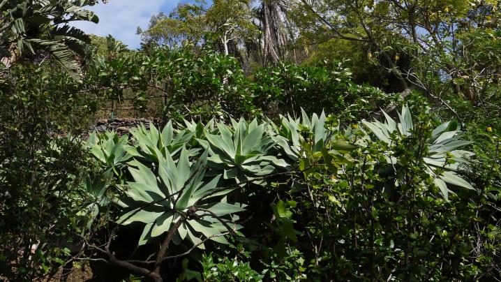 Madère - Jardin botanique, une multitude de plantes