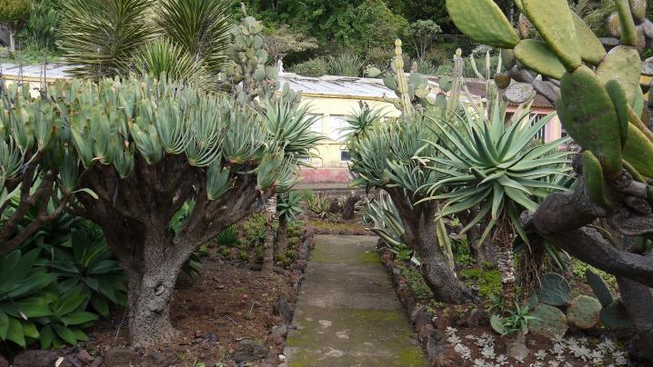 Madere - Jardin botanique - Une superbe collection de plantes grasses