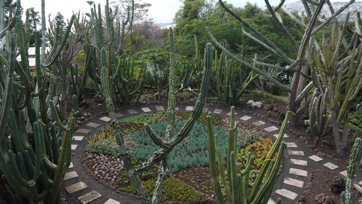 Madere - Jardin botanique - Vue sur la ronde des cactées