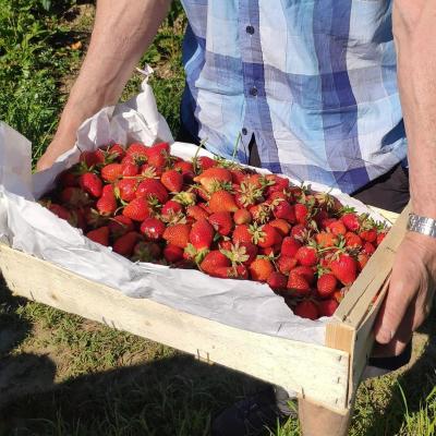 Grange de Louisias - Autocueillette de fraises