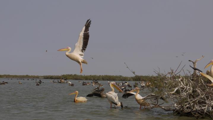 Senegal - Parc du Djoudj - Beau décollage