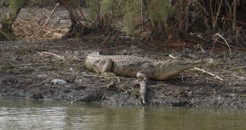 Senegal - Parc du Djoudj - Crocodile