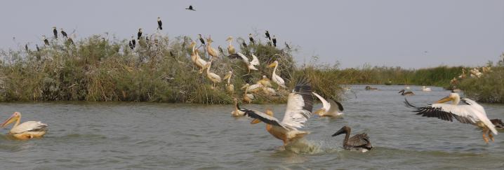 Senegal - Parc du Djoudj - L'envol