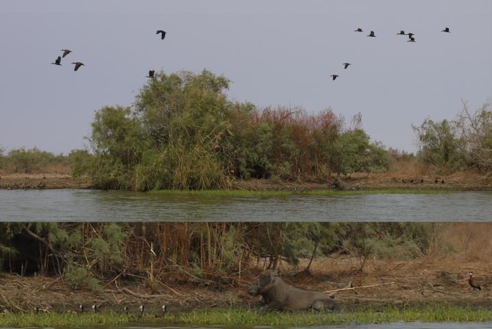 Senegal - Parc du Djoudj - Phacochère