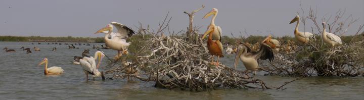 Senegal - Parc du Djoudj - Tranquilles sur leurs ilôts