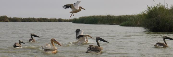 Senegal - Parc du Djoudj - Un petit paradis