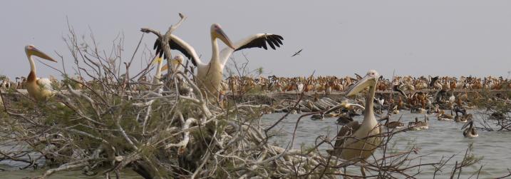 Senegal - Parc du Djoudj - Un problème ?