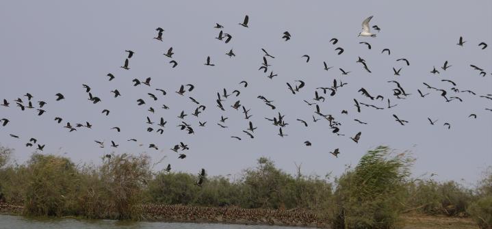 Senegal - Parc du Djoudj - Un sanctuaire ornithologique à préserver